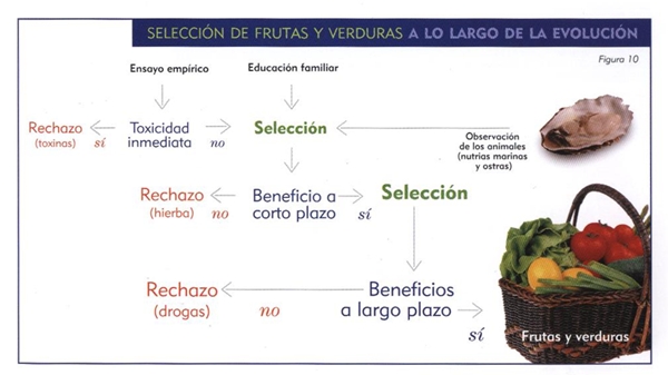 Selección de los alimentos que forman una dieta macrobiótica